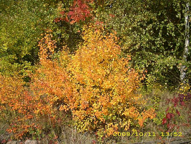 Hessenpark Herbst....