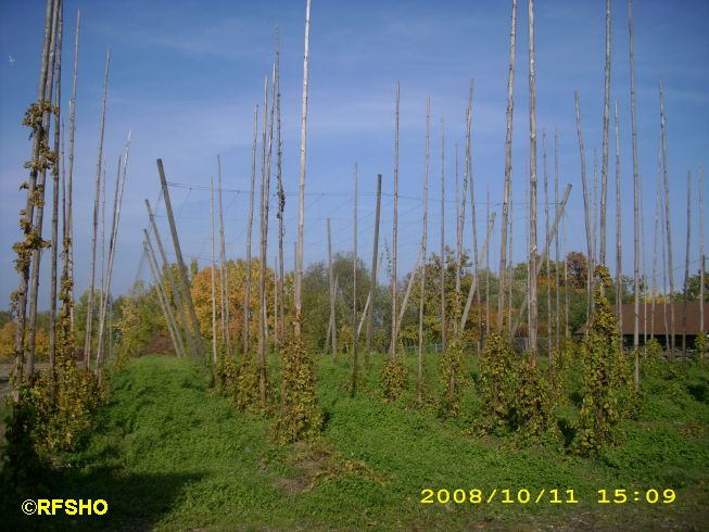 Hessenpark - Hopfenfeld