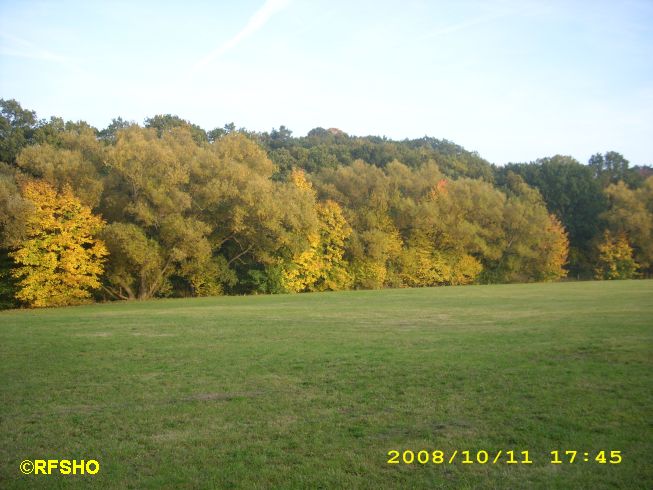 Wald bei Neu-Anspach
