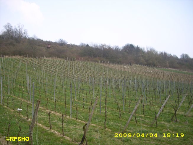 Weinberg bei Appenheim